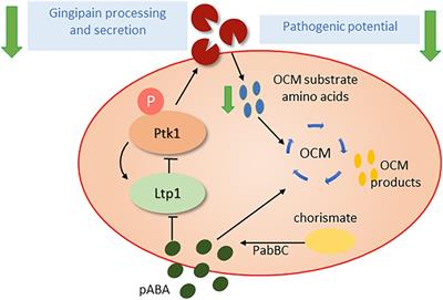 The polymicrobial pathogenicity of Porphyromonas gingivalis